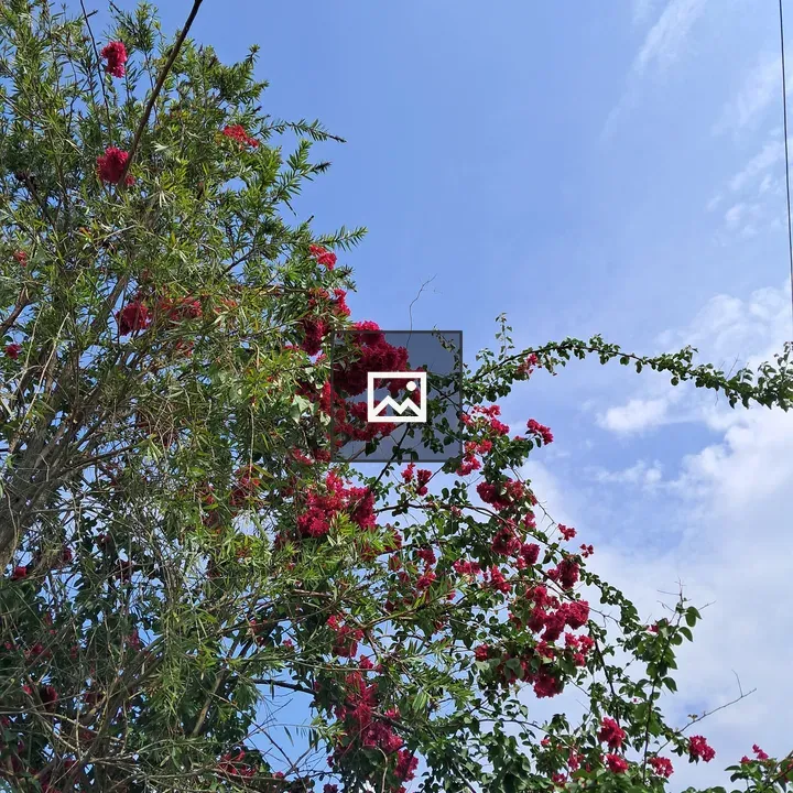 Vibrant tree with red flowers