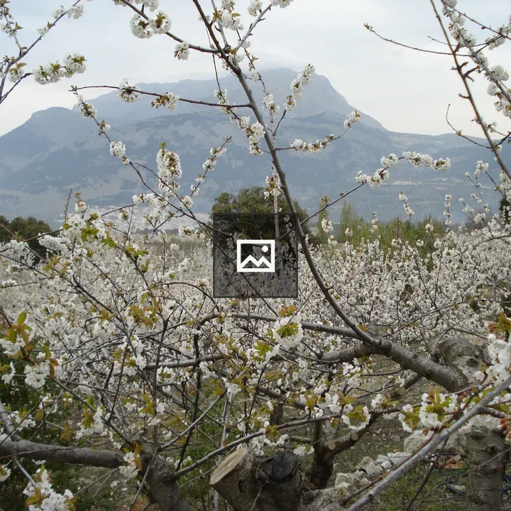 White Flowers in Jaén