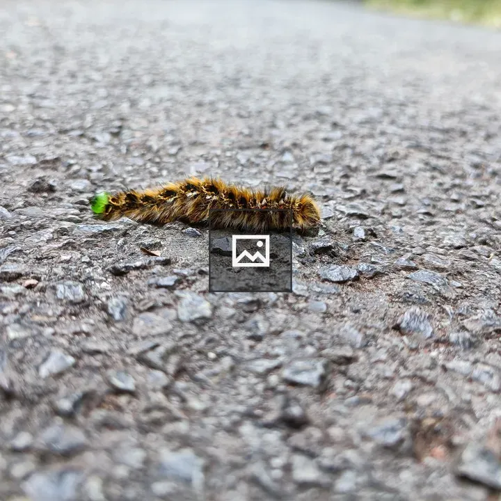 Caterpillar on Asphalt