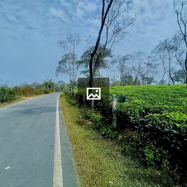 Road by tea garden bushes