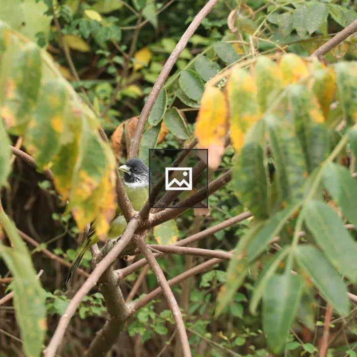 Bird on a Branch