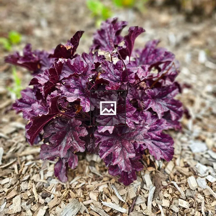 Coral Bells Heuchera Plant