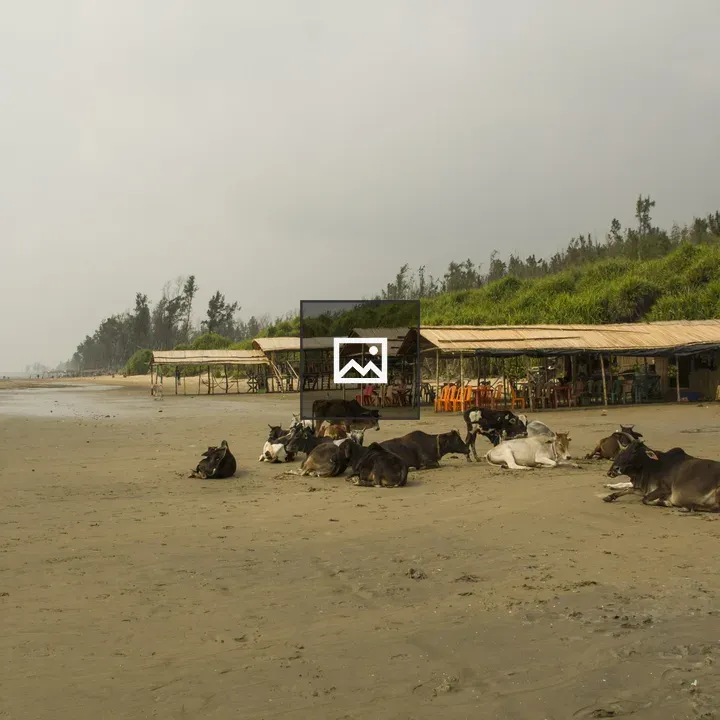 Cows on a sandy beach