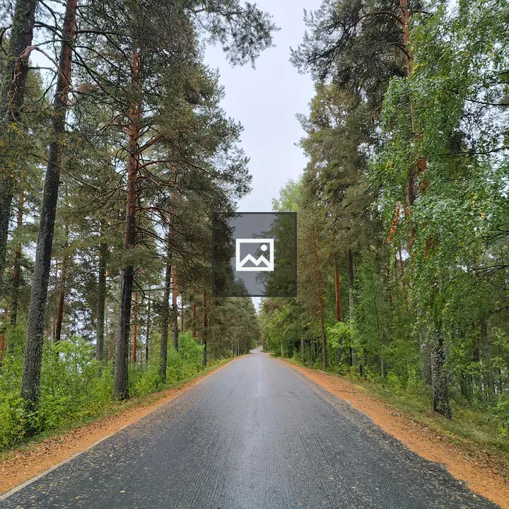 Pine-lined Wet Road