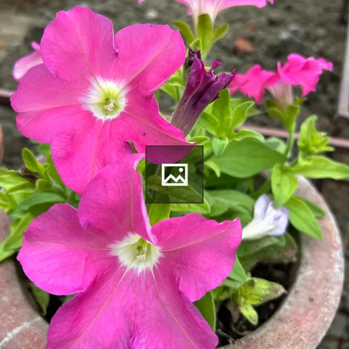 Pink flowers in terracotta pot