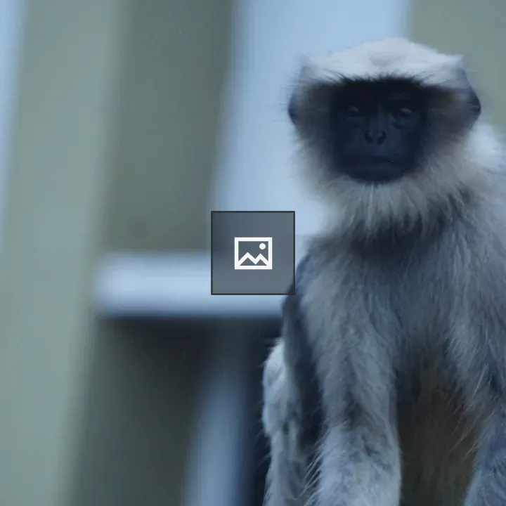 Gray langur monkey portrait