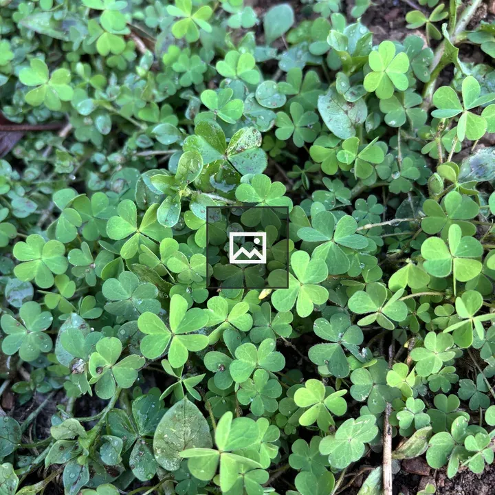 Close-up Clover Patch