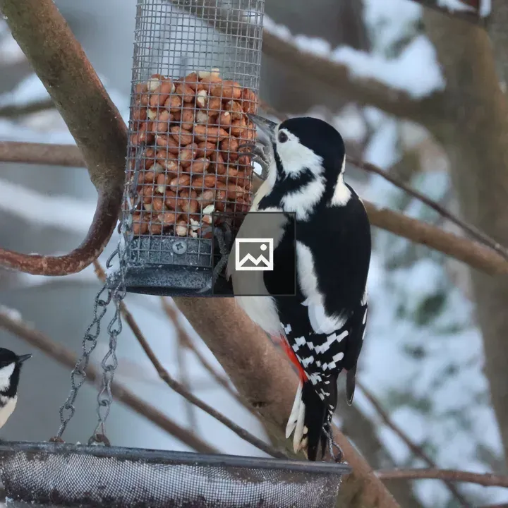 Greater Spotted Woodpecker at Nut Feeder