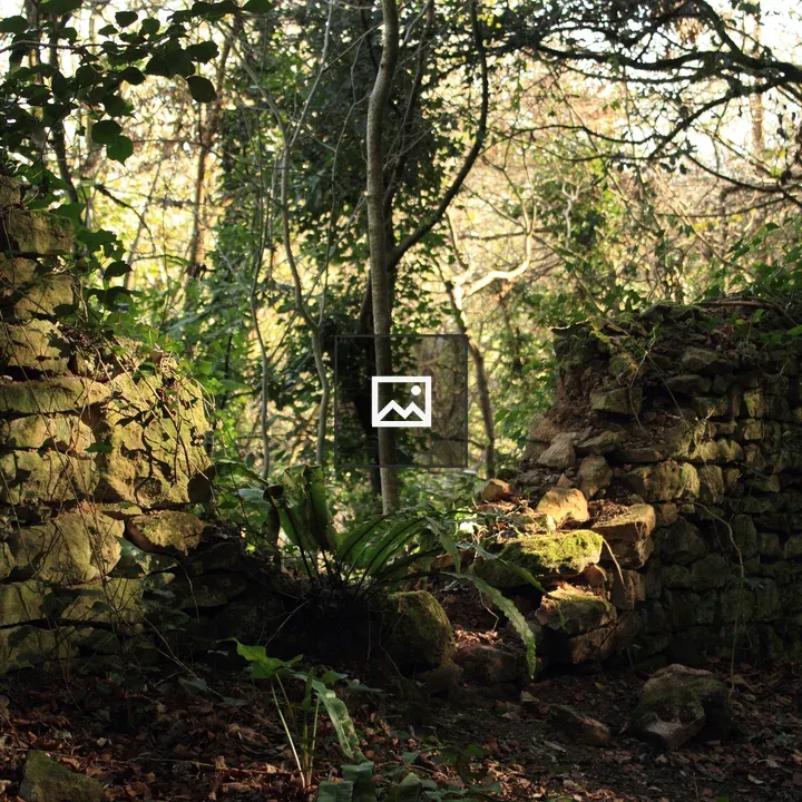 Tickenham Wood Scene