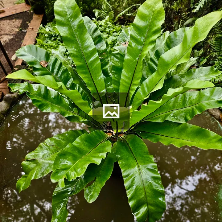Green fern above water feature