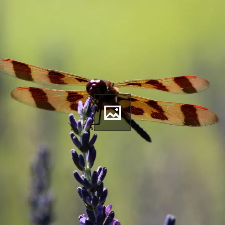 Dragonfly on Lavender
