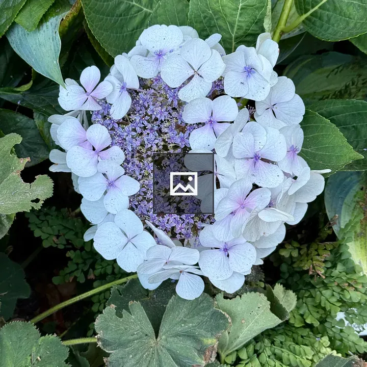 Lacecap Hydrangea Top View