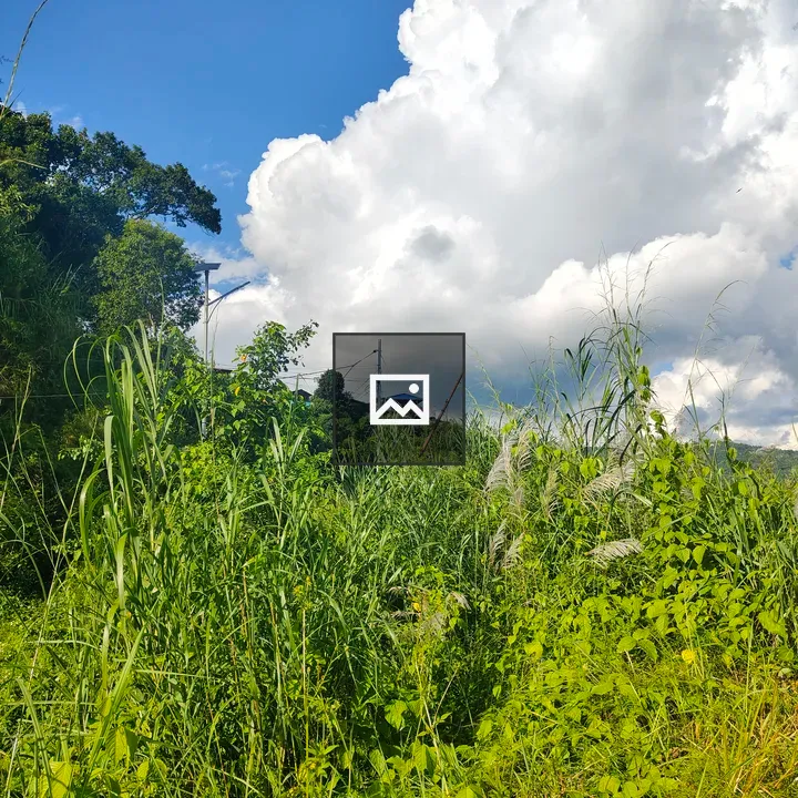 Lush grasses and plants landscape