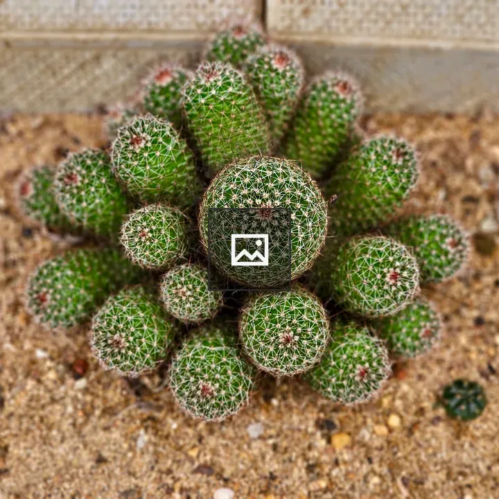 Cluster of small green cacti