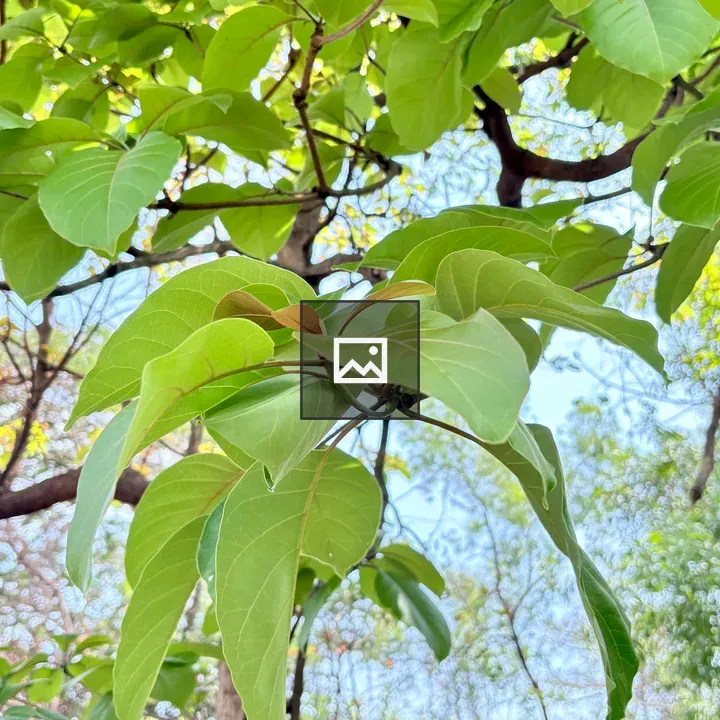 Leaf Cluster on Tree Branch