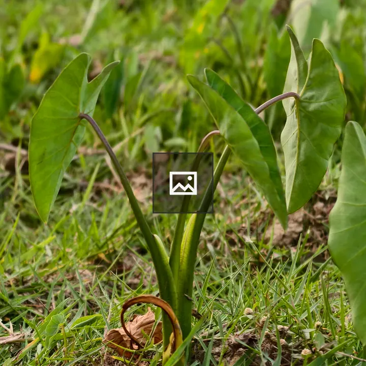 Young taro plant in grass