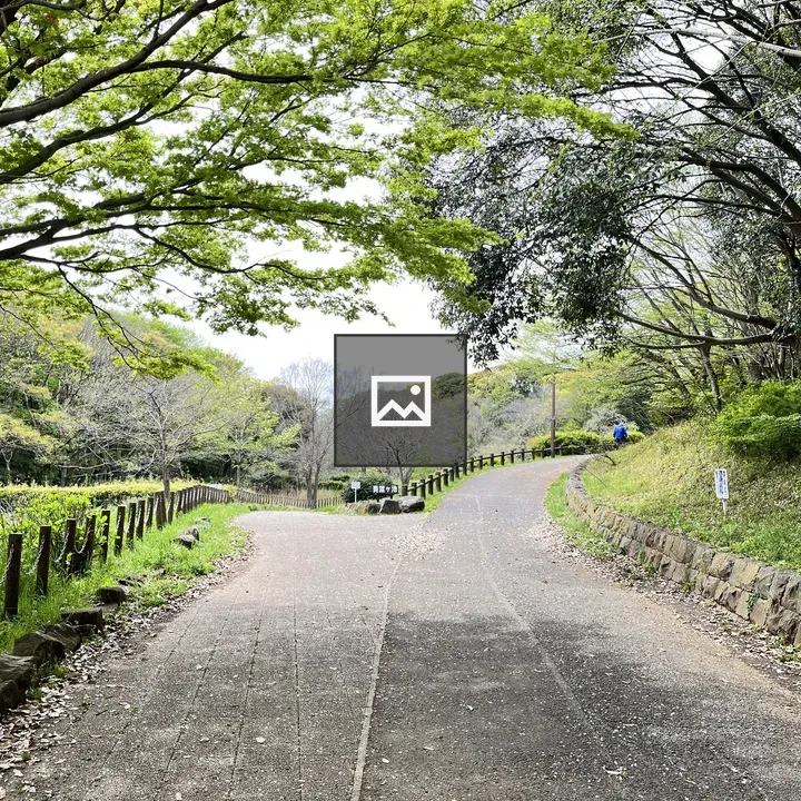 Tree-lined Park Path