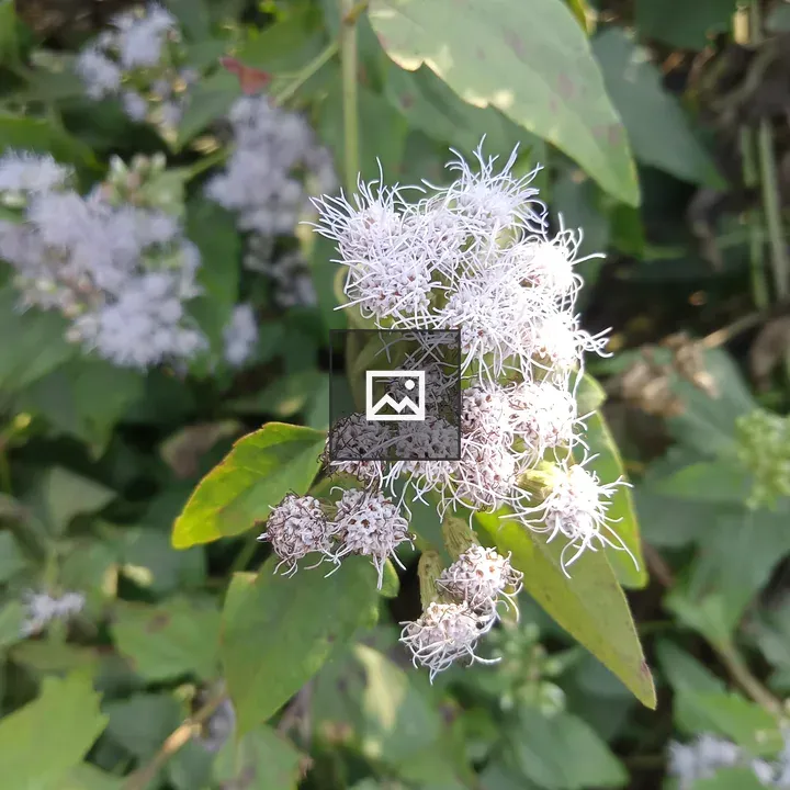 Small white flowers in Kawtoli