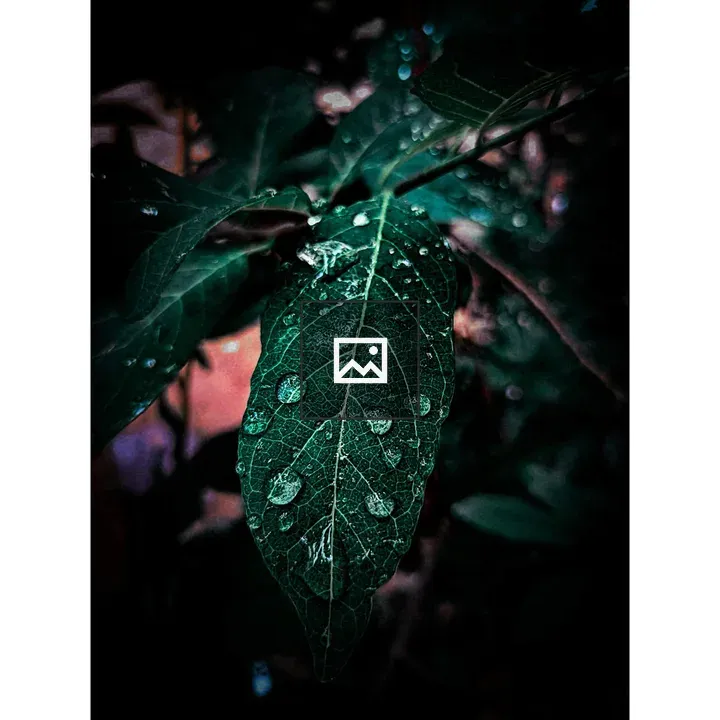 Leaf with Water Droplets