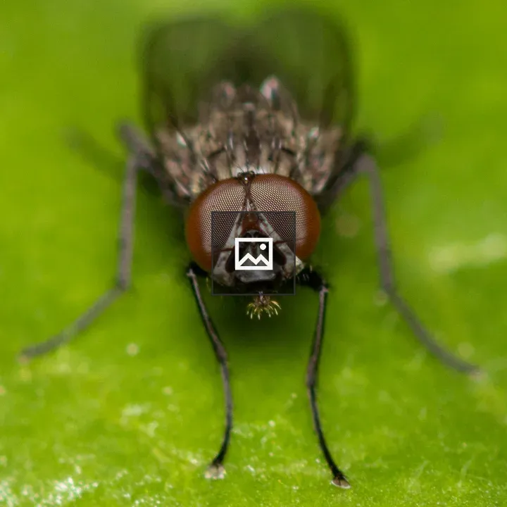 Flower Fly on Green Leaf