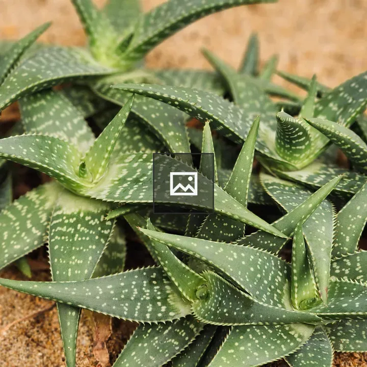 Succulents cluster at Malabar Garden