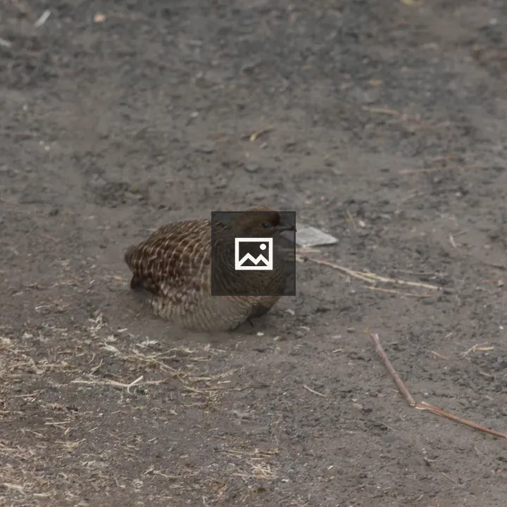 Grey Francolin in Landscape