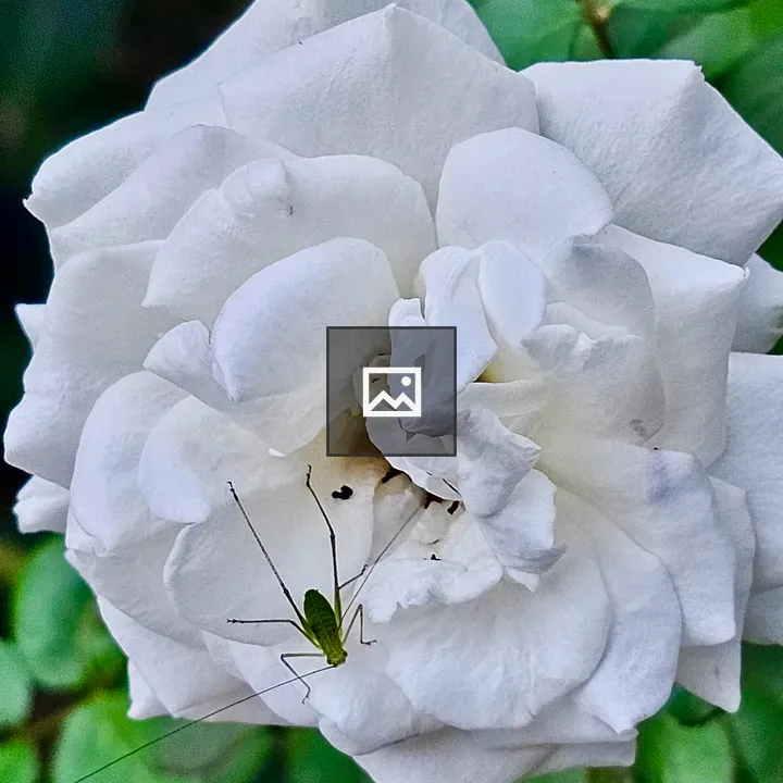 White Rose with Grasshopper