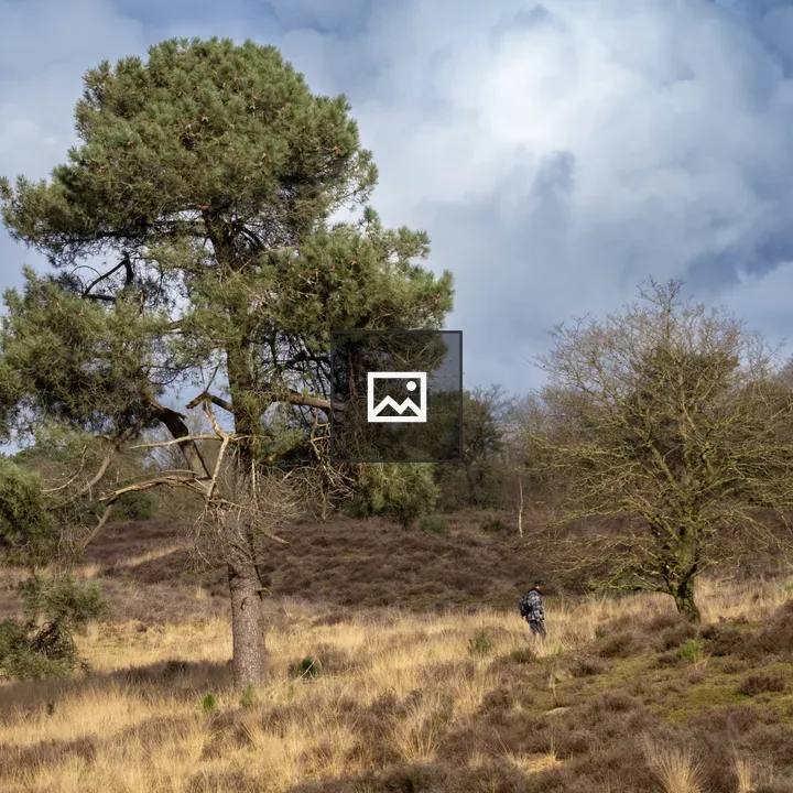 Two trees on the heath