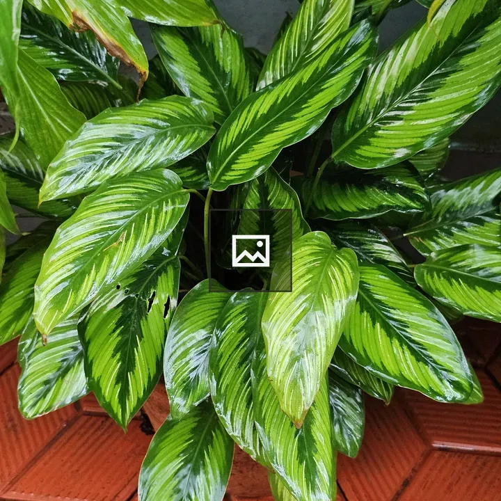 Lush variegated plant with glossy leaves