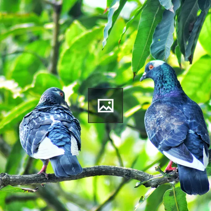 Pigeon on a Branch