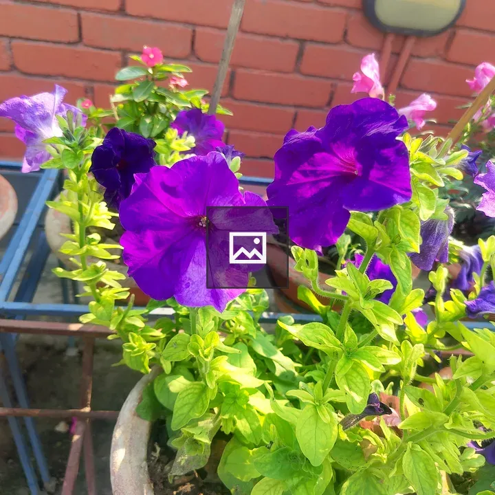 Petunias in Bloom Display