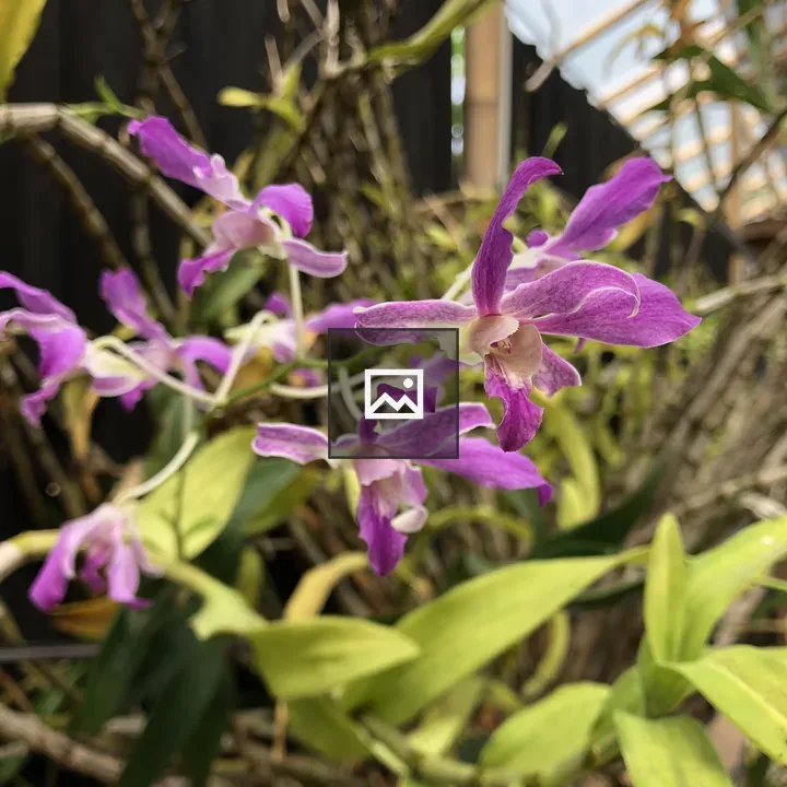 Blooming keiki dendrobium orchid