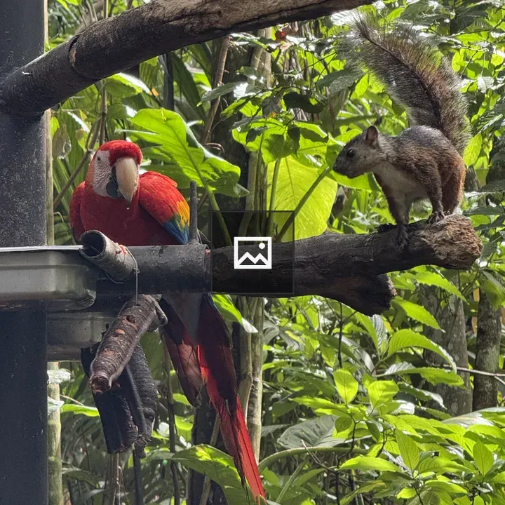 Macaw and Squirrel Moment