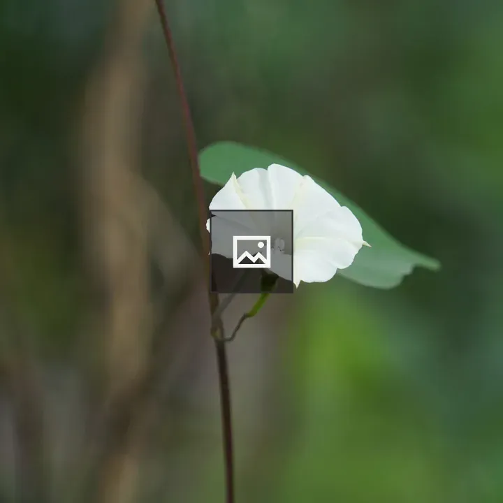 White flower on slender stem