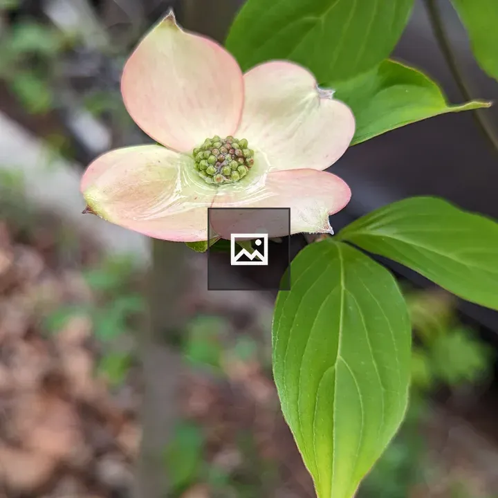 White and Pink Tree Flowers