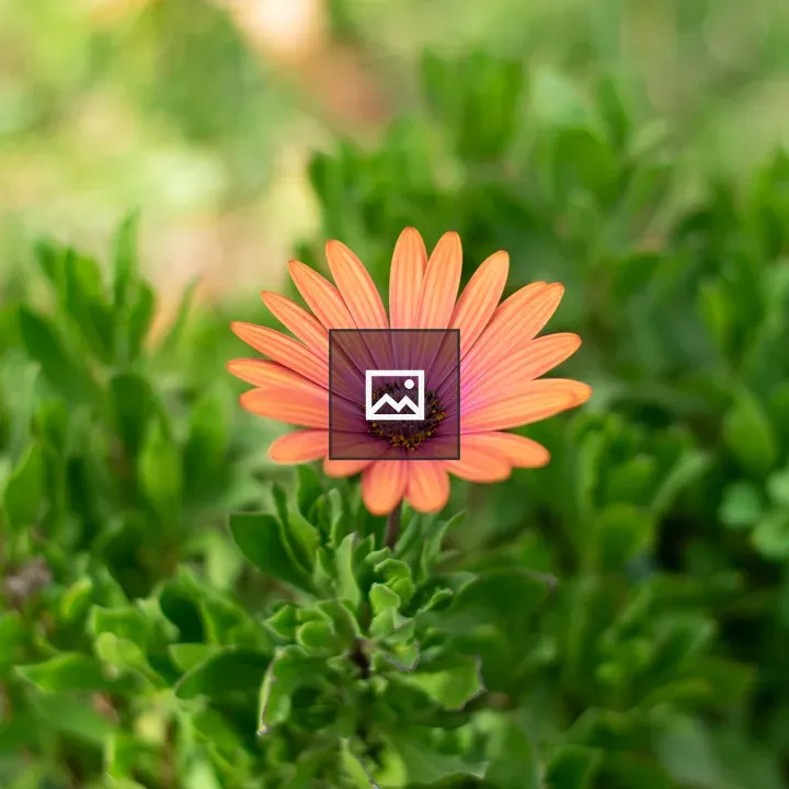 Orange Pink Daisy Flower