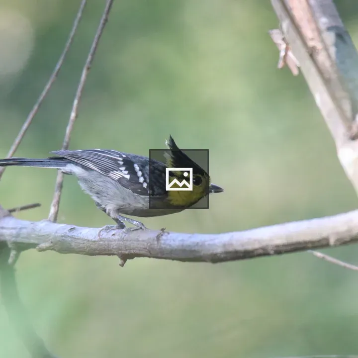 Yellow-cheeked Tit on a Branch
