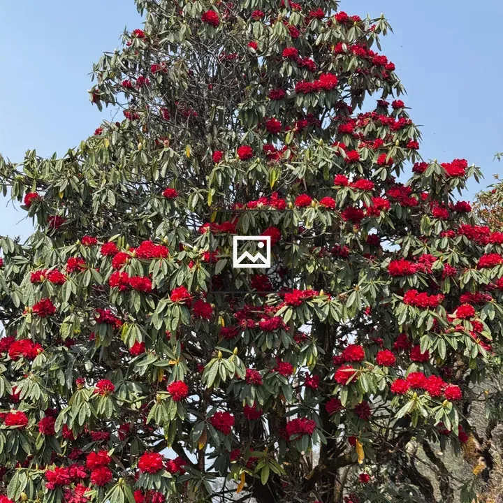 Rhododendron Tree in Bloom