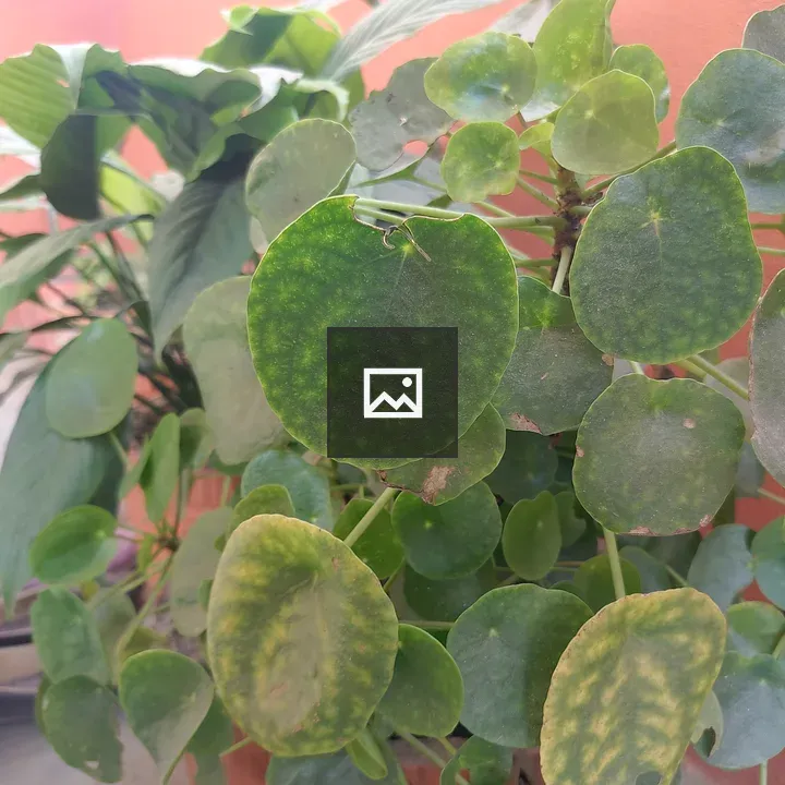 Close-up Leaves Against Orange Wall