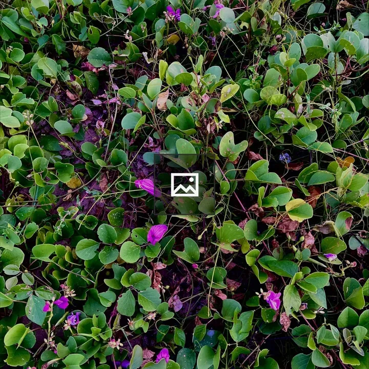 Dense ground cover with purple flowers