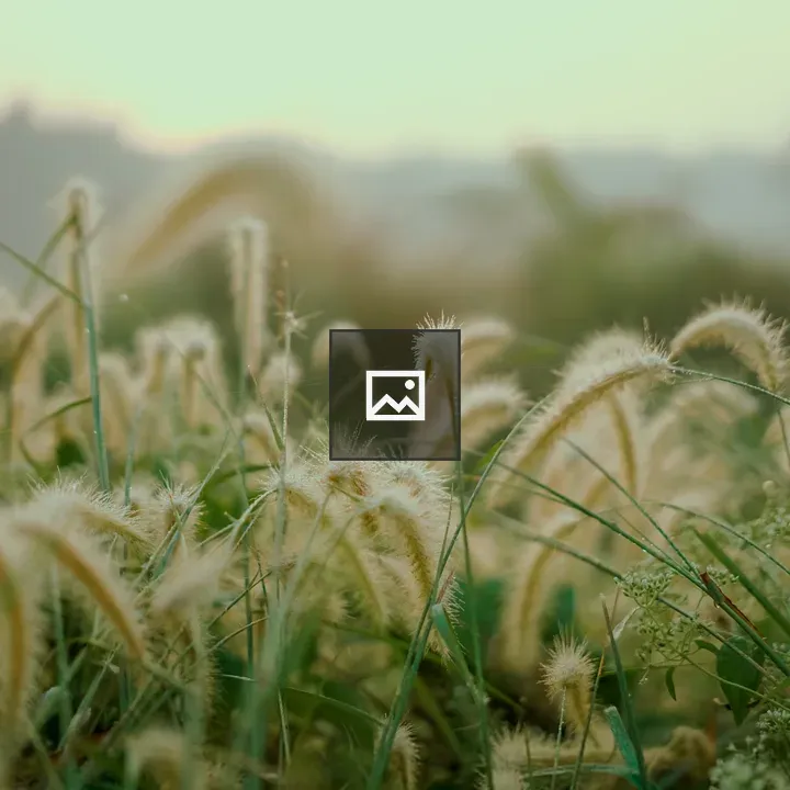 Golden grasses at dawn