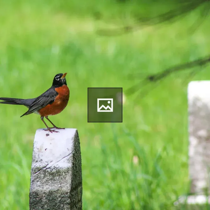 Redbreasted Robin in Cemetery