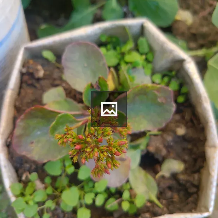 Green Plant in Hexagonal Planter