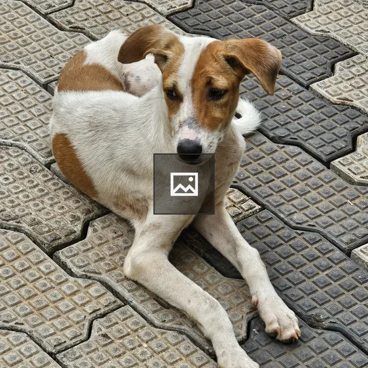 Dog on Patterned Concrete
