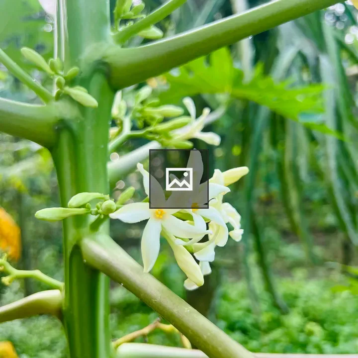 Papaya blossoms on main stalk
