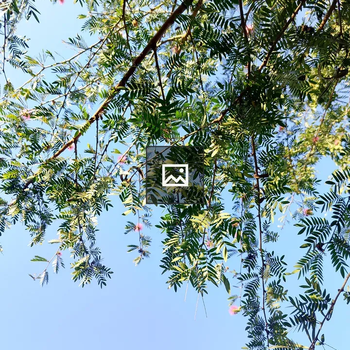 Leaves and flowers against blue sky