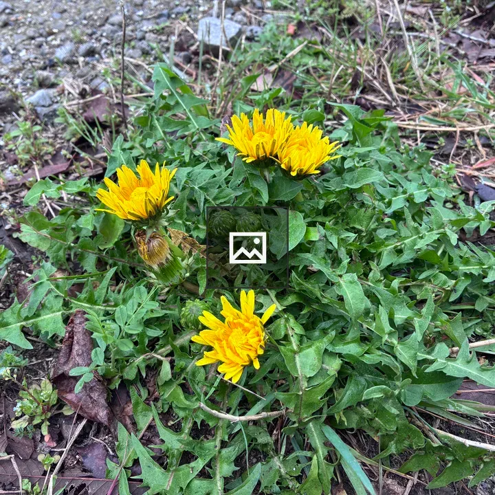 Dandelion Cluster in Gravel