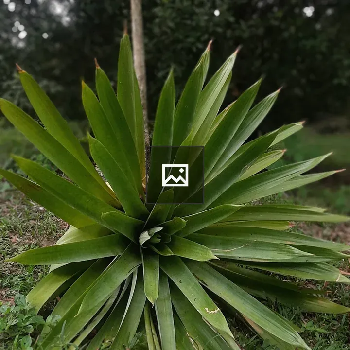Plant with Circular Leaf Arrangement