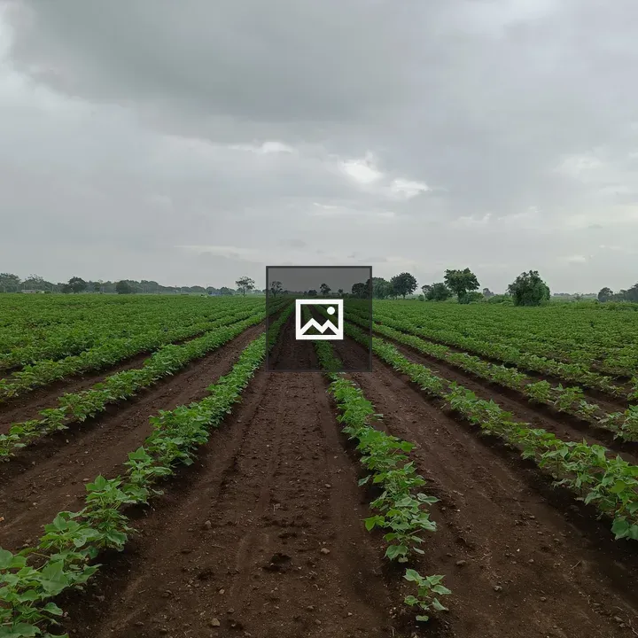 Cotton Field Wide View