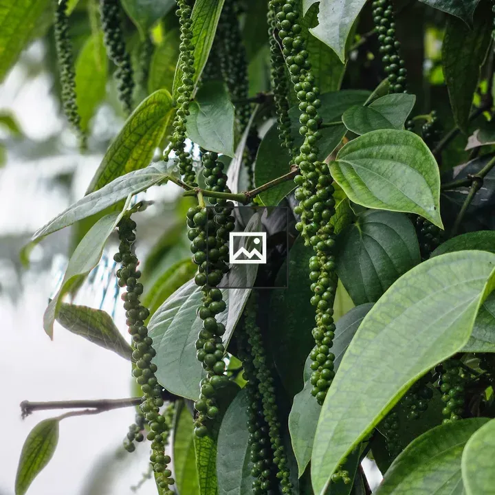 Piper nigrum Plant